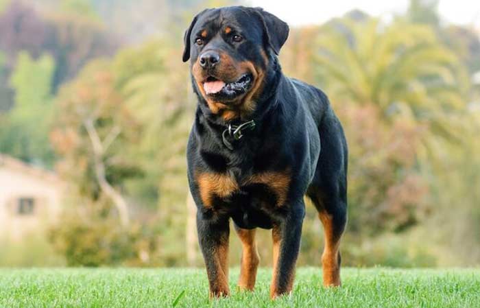 Rottweiler