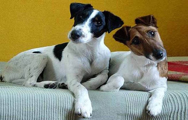 Button Eared Dogs: Breeds with Pictures - Petaddon