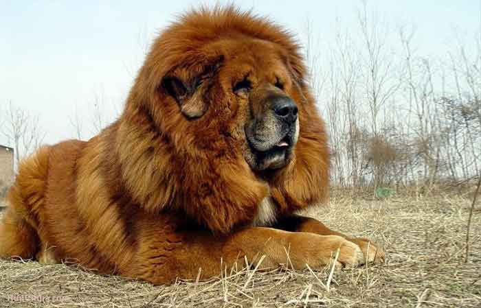 Tibetan-Mastiff