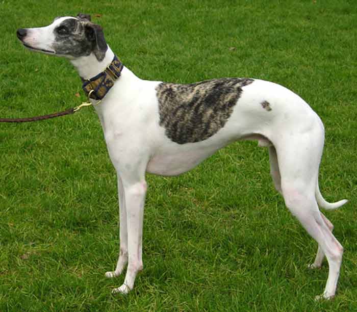 Whippet