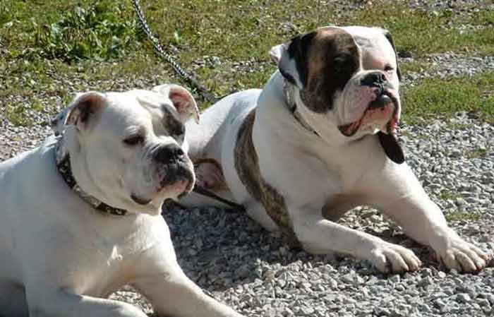 American bulldog