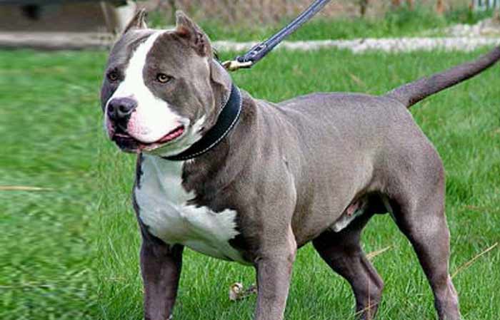 American Bully