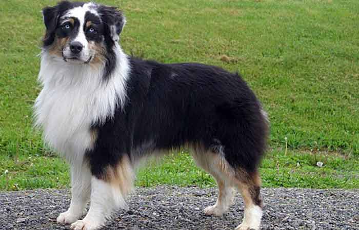 Australian shepherd dog black, white and brown coat