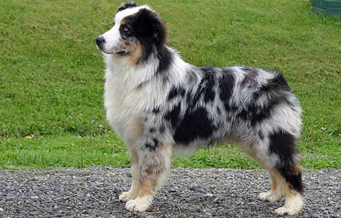 Black and white Australian Shepherd Dog