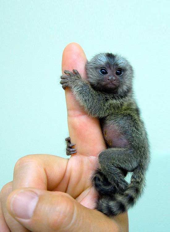 Baby finger monkey size and weight