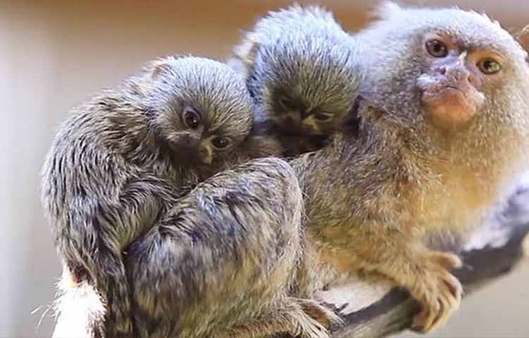 Mother and baby pygmy marmoset