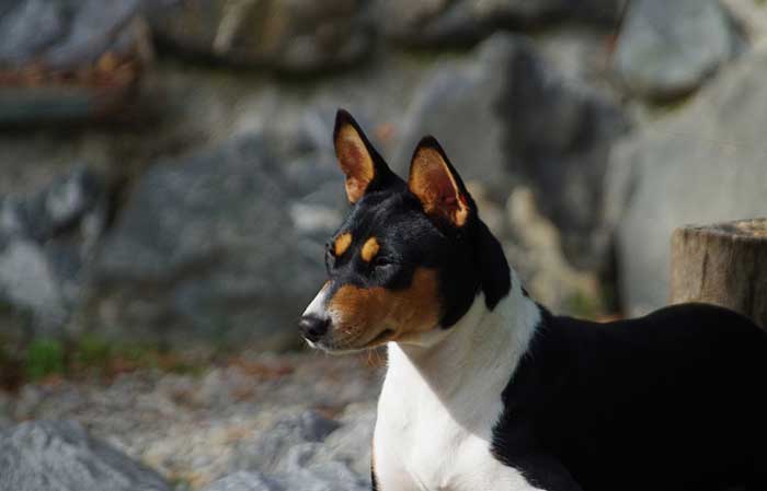 Basenji with hooded ear