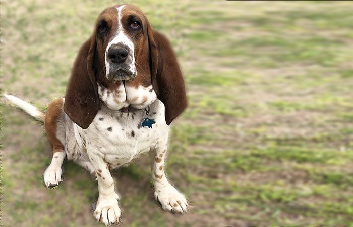 Basset hounds : Drop Ears