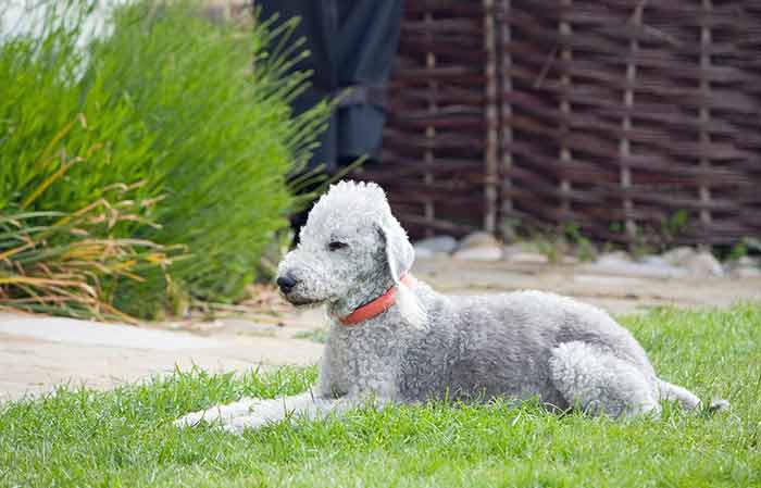 bedlington terrier