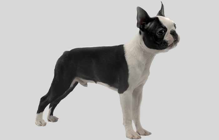 Boston Terrier