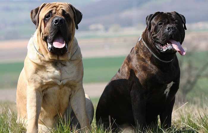 Big head outlet dog breeds