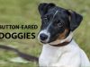 Button Eared Dogs: Breeds with Pictures Button eared dog breeds