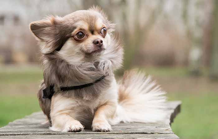 chihuahua cute large eyes