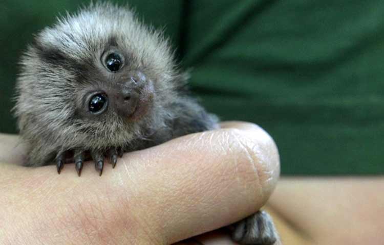 Cute pet baby marmoset