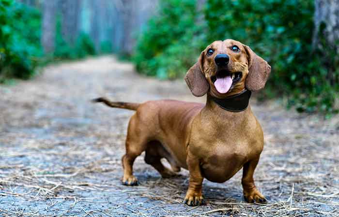 small dogs with blue eyes-Duchshund