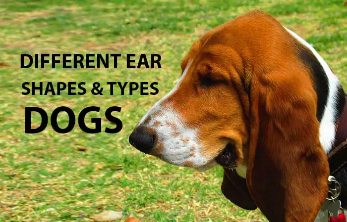 Dog Ear Types & Shapes with Pictures - Petaddon