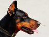 Doberman Ear Cropping Styles & Aftercare Tips Doberman ear cropping styles
