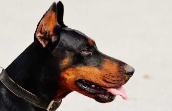 Doberman Ear Cropping Styles & Aftercare Tips Doberman ear cropping styles
