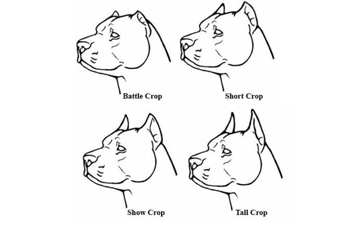Dog ear cropping styles. 