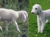 Dogs That Look Like Sheep Breeds of dogs that look like sheep