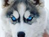 Dogs with Blue Eyes: Grey, Black & Small Dogs with blues eyes