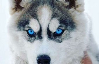 Dogs with Blue Eyes: Grey, Black & Small Dogs with blues eyes