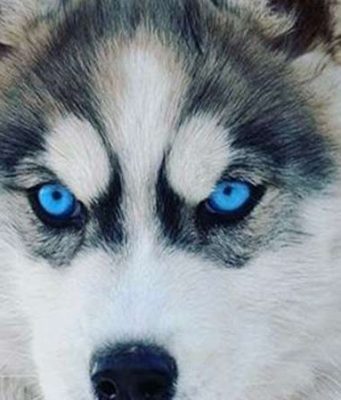 Dogs with Blue Eyes: Grey, Black & Small Dogs with blues eyes