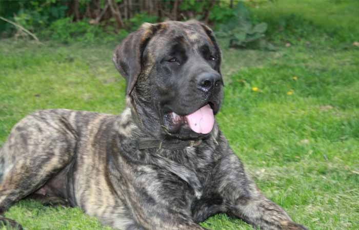 english mastiff