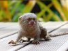 Finger Monkey as a Pet: All You Should Know Finger Monkey as pet : Guide on what you need to know