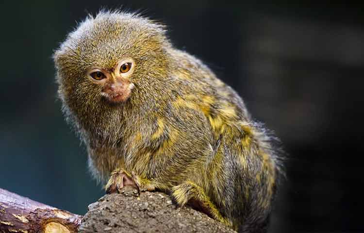 Fully grown finger monkey photo