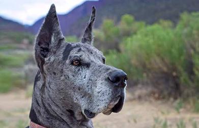 great dane puppy cropped ears