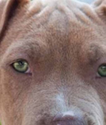 Dogs with Green Eyes, Names with Pictures Dog Breeds with Green Eyes