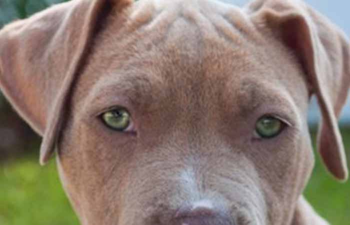 Dogs With Green Eyes Names With Pictures Petaddon