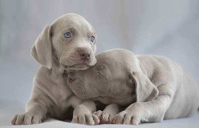 Grey dog with blue eyes