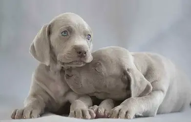 Dogs With Blue Eyes Grey Black Small Petaddon