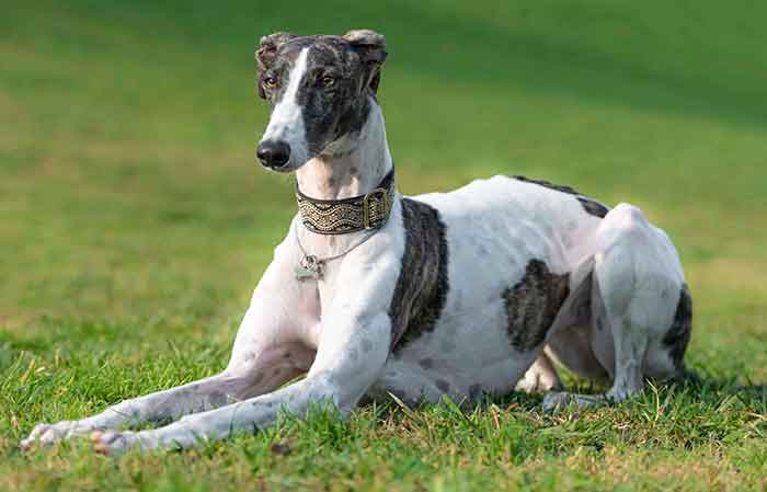 Grey hound