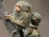 How Long do Finger Monkeys Live? Lifespan + Factors How long do Finger Monkeys Live?