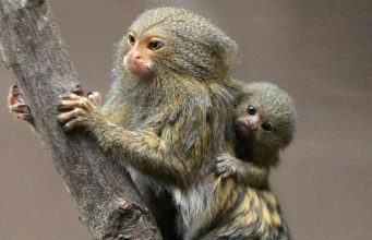 How Long do Finger Monkeys Live? Lifespan + Factors How long do Finger Monkeys Live?