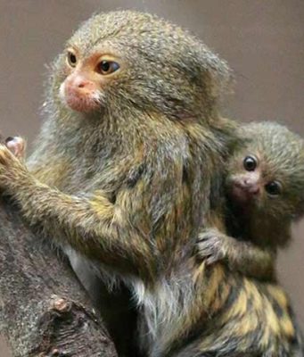 How Long do Finger Monkeys Live? Lifespan + Factors How long do Finger Monkeys Live?