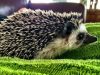 Pet Hedgehog Lifespan-How long Do Hedgehogs Live? How long do hedgehogs live?