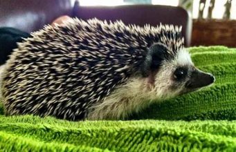 Pet Hedgehog Lifespan-How long Do Hedgehogs Live? How long do hedgehogs live?