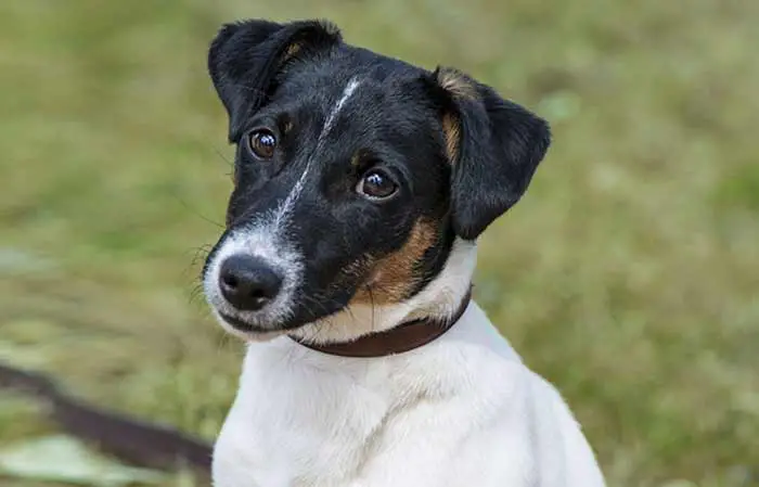 Jack Russell Button Ears