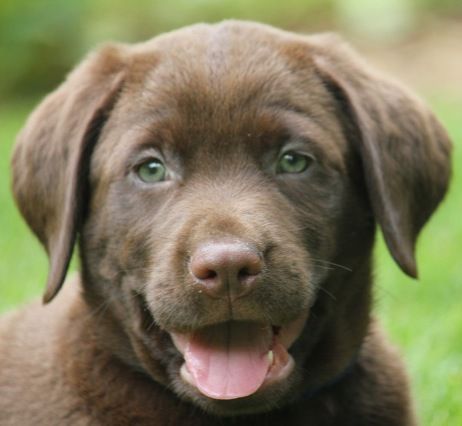 labrador-puppy