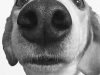 Dogs with Big & Long Noses(Snouts)-Breeds +Pictures Long and big nose dog breeds