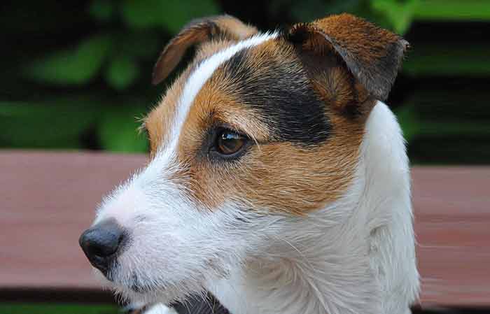 parson russell terrier