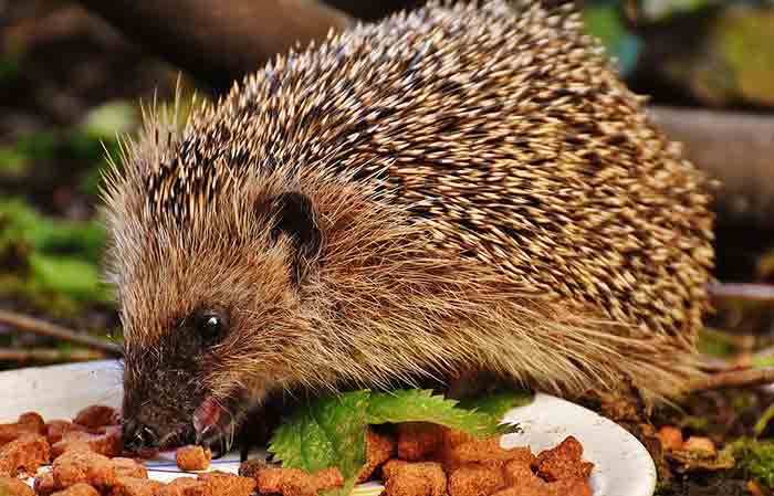 Pet Hedgehog