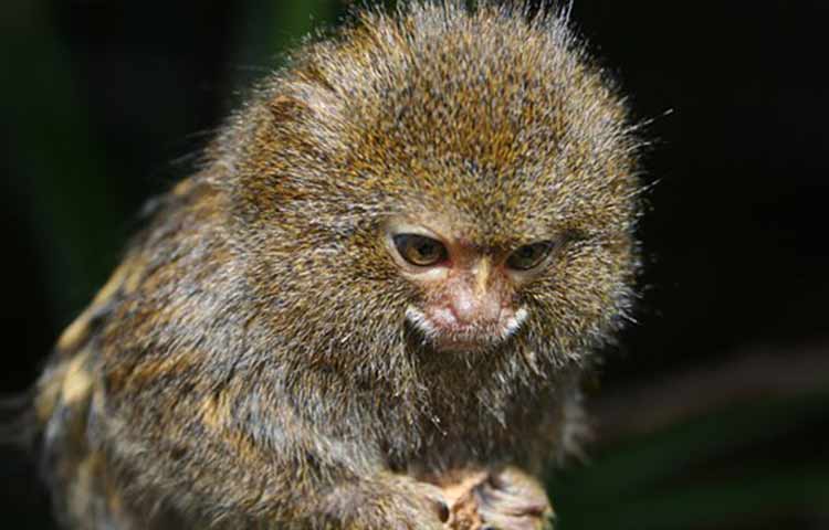 Finger monkey tail, fur texture and color