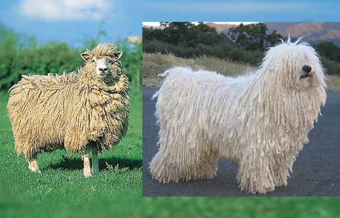 puli dog breed vs sheep