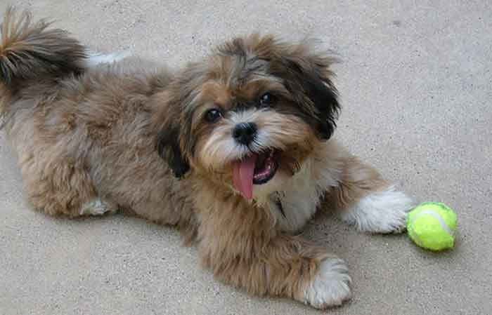 Shih Poo Haircuts: 10 Adorable Styles for Your Pup - wide 3