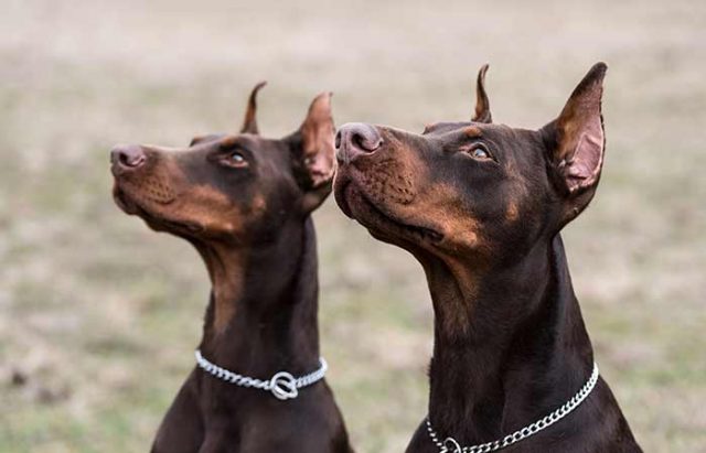 Doberman Ear Cropping Styles & Aftercare Tips - Petaddon